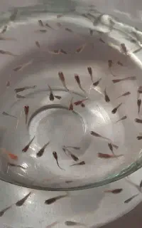 بچه ماهی گوپی