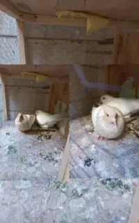 کفتر