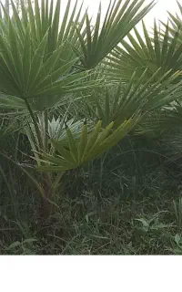 پالم سه ساله