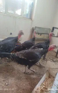 بوقلمون
