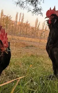 تخم مرغ نطفه دار مرغ مرندی وبرهما