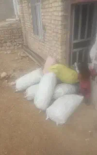 زغال بلی