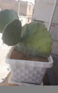 کاکتوس ۵۰۰