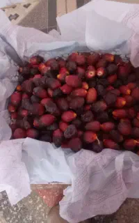 رطب دستچین درجه یک خنیزی
