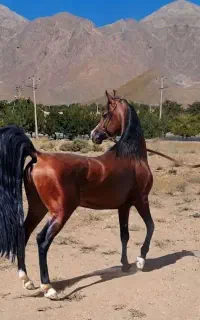 اسب نریان