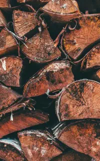 هرس درخت