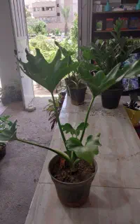 ب ر گ انجیری وحسن یوسف فقط ۵۰