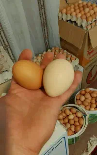 تخم مرغ محلی