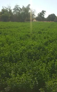 یونجه تازه
