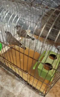 جفت فنچ با جوجه و ۴ تخم بدون قفس