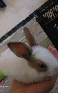 2عدد خرگوش خوشکل