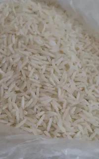 برنج ندا ، شیرودی ، فجر