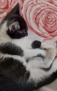 دو گربه بازیگوش