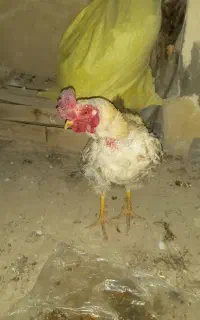 خروس لاری