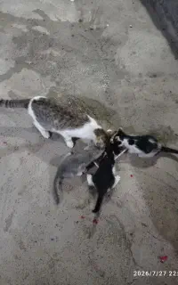 واگذاری رایگان بچه گربه
