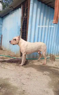 توله ارژانتینی اصیل جز بهترین خط خونی حال حاضر