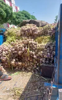 سیر اعلا