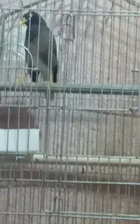 مرغ مینا سخنگو