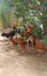 مرغ و جوجه محلی
