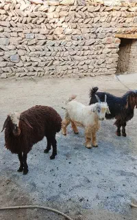 بره بزغاله ریز