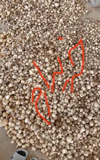 سیر کوهی یا همان موسیر اسنم