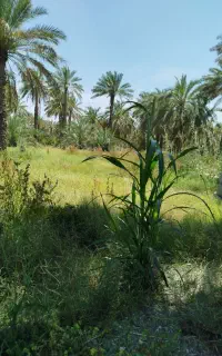 نیازمند باغبان یا فرد مطمئن جهت رسیدگی ب باغ