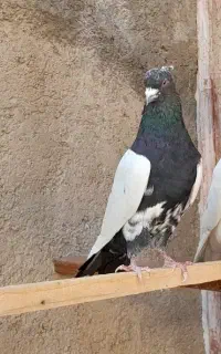 کبوتر