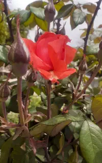 سبزی خرد کن سبز ایران