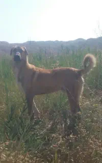 واگذار