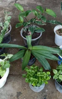 حراج گل وگیاه