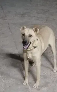 سگ سراب اصیل