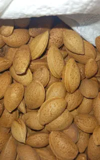 بادام سنگی