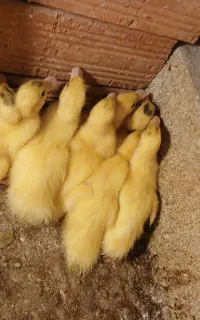 جوجه اردک خارجی
