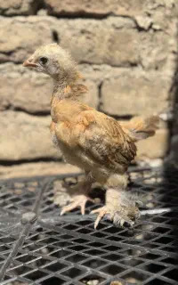 جوجه برهما