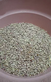 لوبیا چیتی ارگانیک و پاک شده
