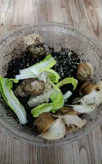 حلزون آلبینو نژاد پرورشی