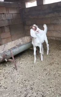 بزغاله