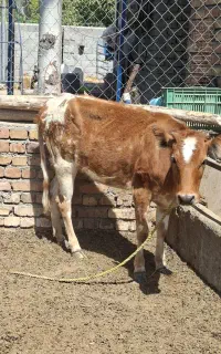 گوساله ماده