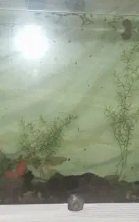 اکواریم