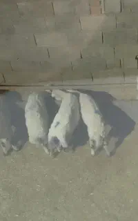 بره باب داشت و پروار