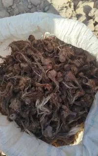 پیاز زعفران