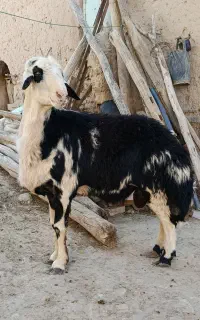 شیشک قوچ پلنگی. گوسفند