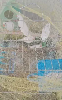 پرنده فنج