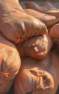 کاه یونجو