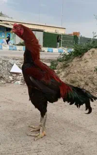 خروس لاری