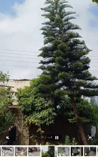 کاج مطبق بزرگ