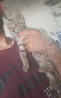 گربه
