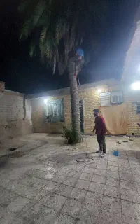 بریدن نخل قطع نخل کندن درخت هرس نخل تمیز نخل سمپاش