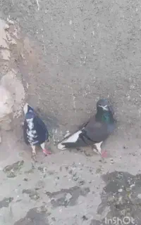 کبوتر و کفتر