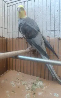 عرو س هلند ی دستی